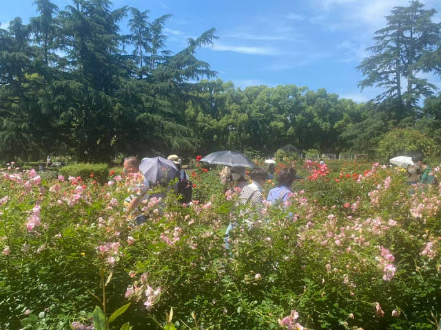 京都はお花の季節真っ盛りです