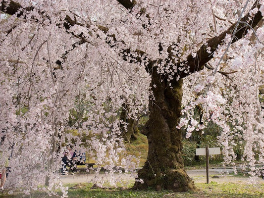 春の京都、桜スポットのすすめ