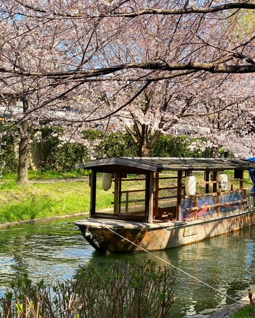 伏見の桜も綺麗に咲いてきました