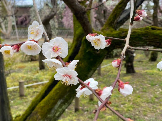 春の京都のおすすめ！