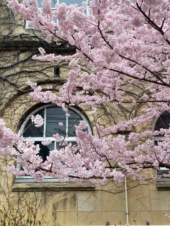 早咲きの桜がちらほら