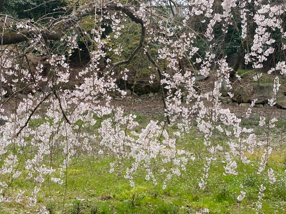 京都も桜が咲いてきました