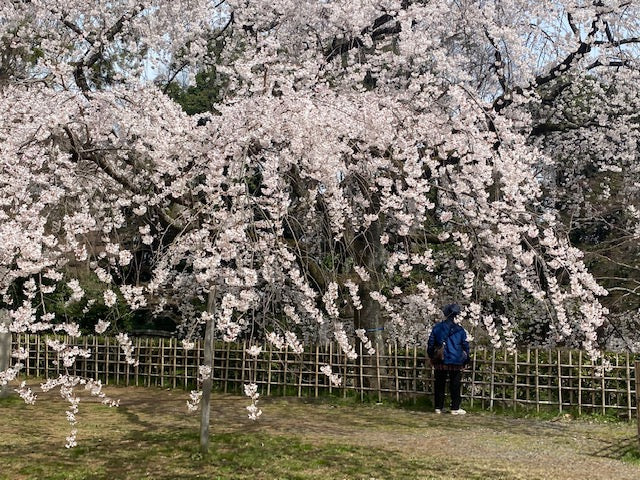 京都御苑の桜が咲いてきました
