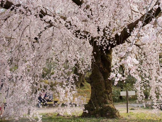 京都の桜情報2022