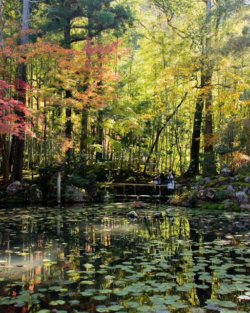 秋の京都、紅葉特集