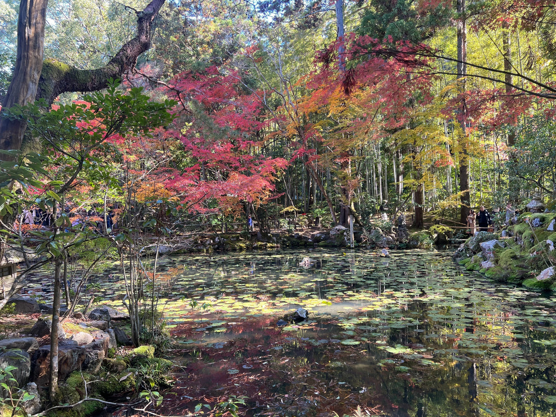 京都の紅葉を1日満喫｜おすすめおでかけ＆ランチモデルコース