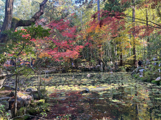 京都の紅葉を1日満喫｜おすすめおでかけ＆ランチモデルコース