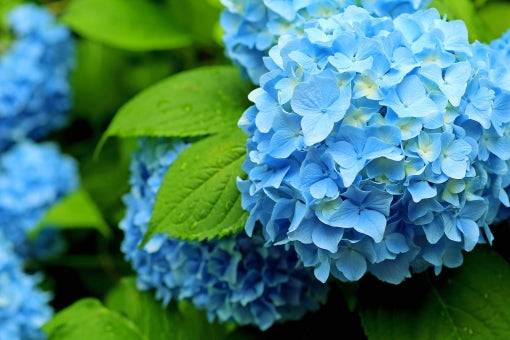 梅雨におすすめ、夏の弁当対策